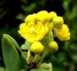 Berberis turcomanica. Соцветие. Копетдаг, Чули. Конец мая 2011 г.