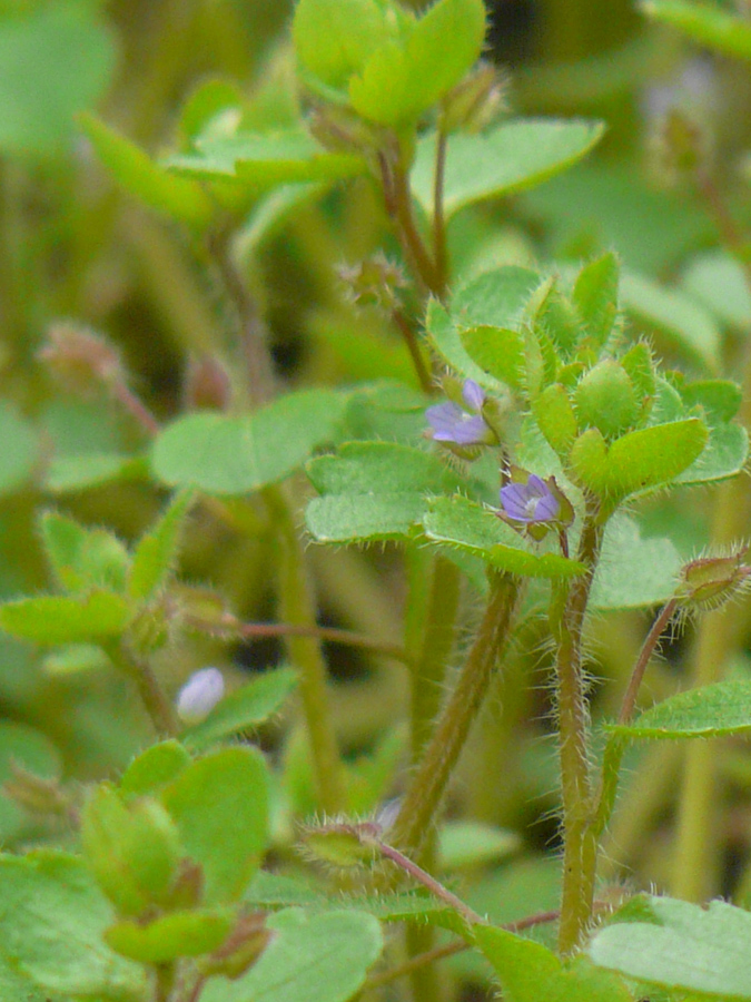 Image of Veronica hederifolia specimen.