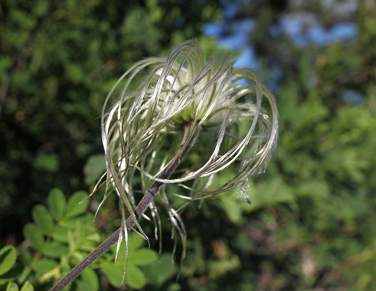 Изображение особи Clematis integrifolia.