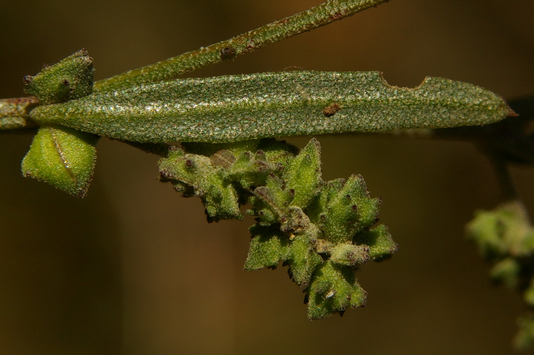 Image of Atriplex patula specimen.