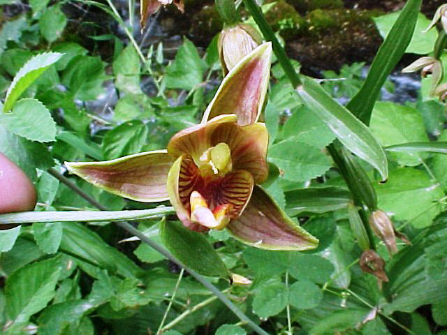 Image of Epipactis royleana specimen.