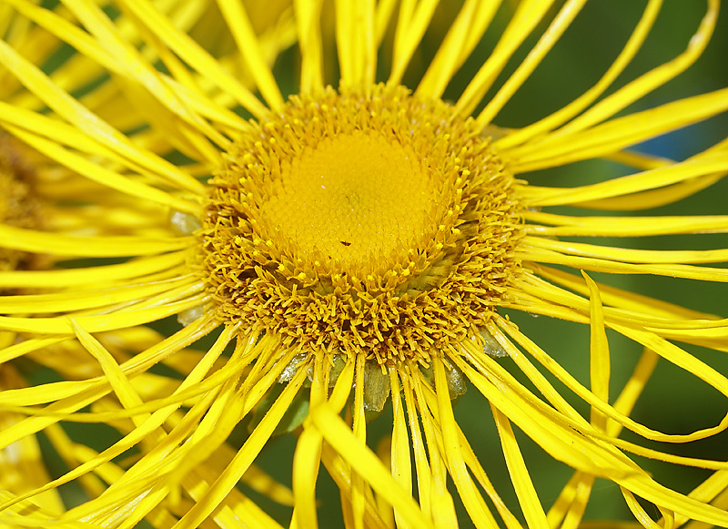 Изображение особи Telekia speciosa.