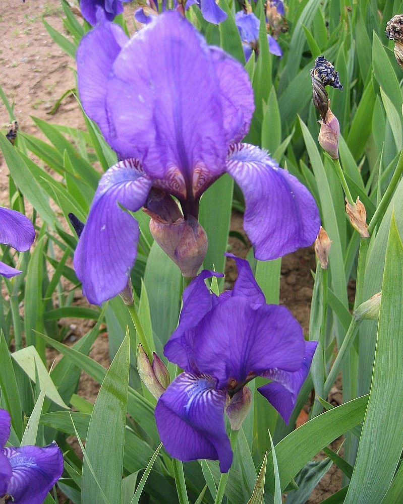 Image of Iris nyaradyana specimen.