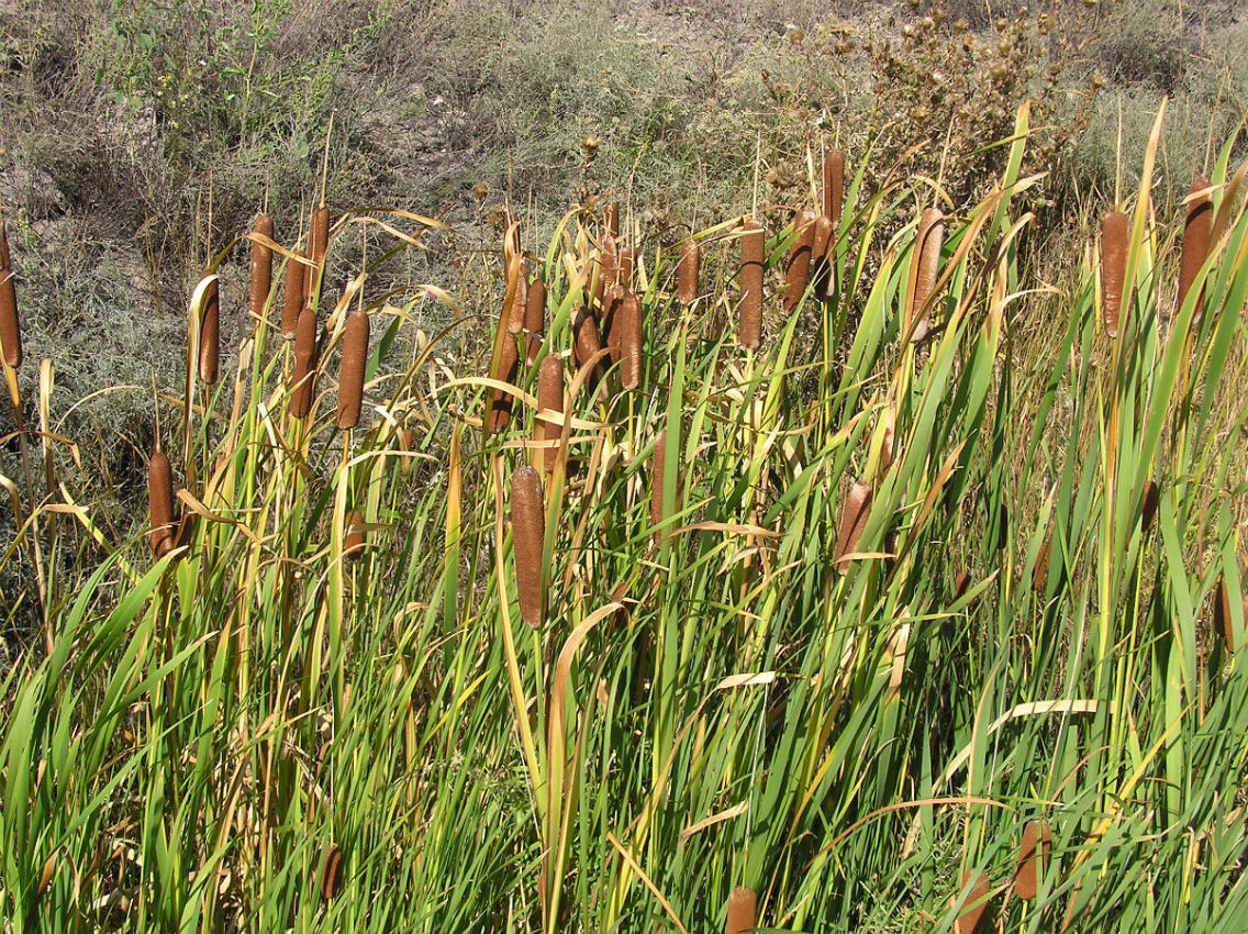 Image of Typha latifolia specimen.