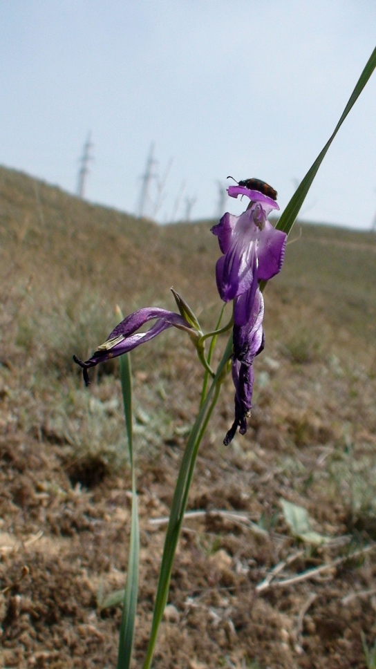 Изображение особи Gladiolus atroviolaceus.