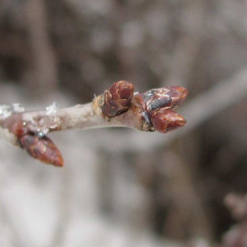 Image of Cerasus fruticosa specimen.