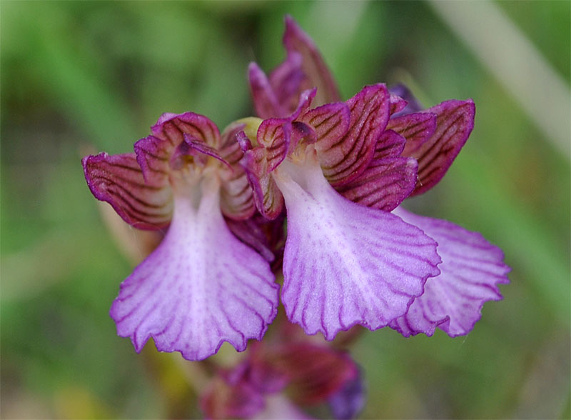 Изображение особи Anacamptis papilionacea ssp. schirwanica.