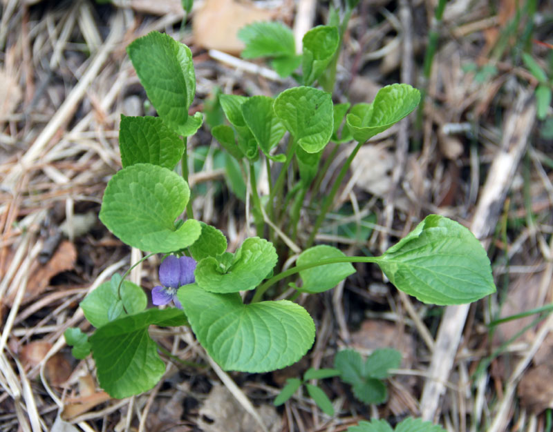 Изображение особи Viola mirabilis.