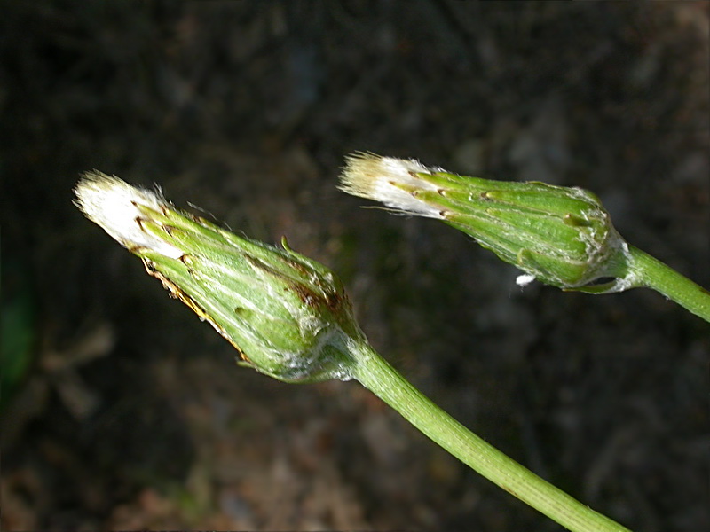 Image of Scorzonera humilis specimen.