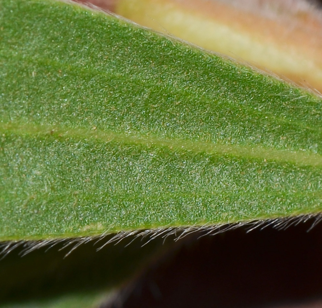 Image of Callistemon phoeniceus specimen.