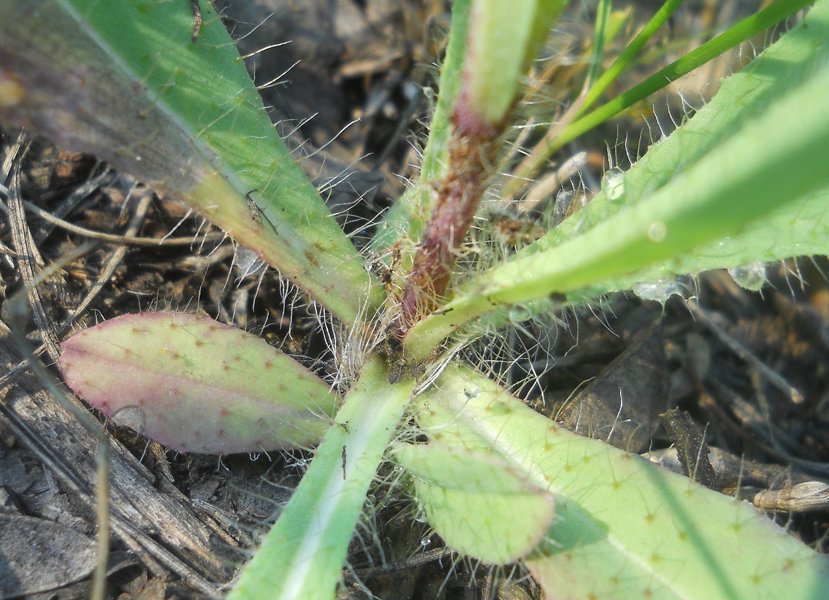 Изображение особи Pilosella novosibirskensis.