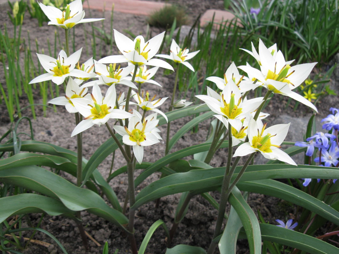 Image of Tulipa bifloriformis specimen.