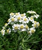 Achillea salicifolia. Соцветия. Крым, Симферополь, западный берег водохранилища. 19 июля 2011 г.