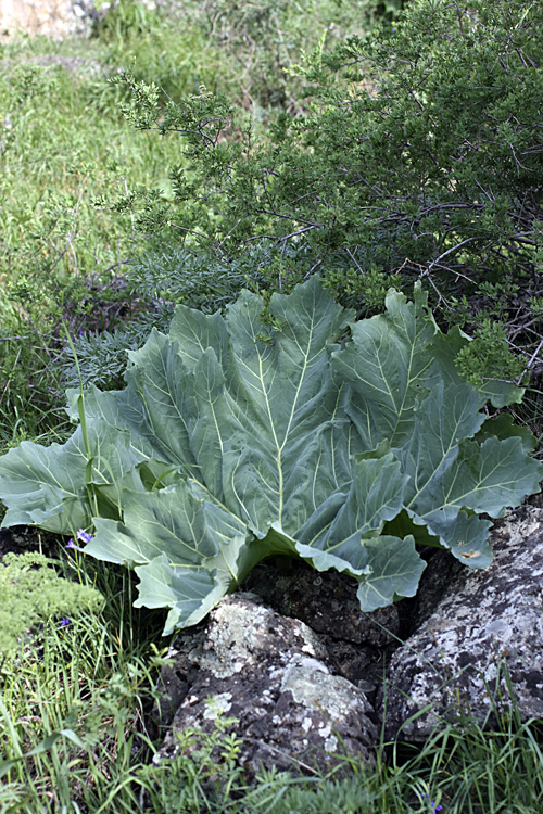 Image of Megacarpaea orbiculata specimen.