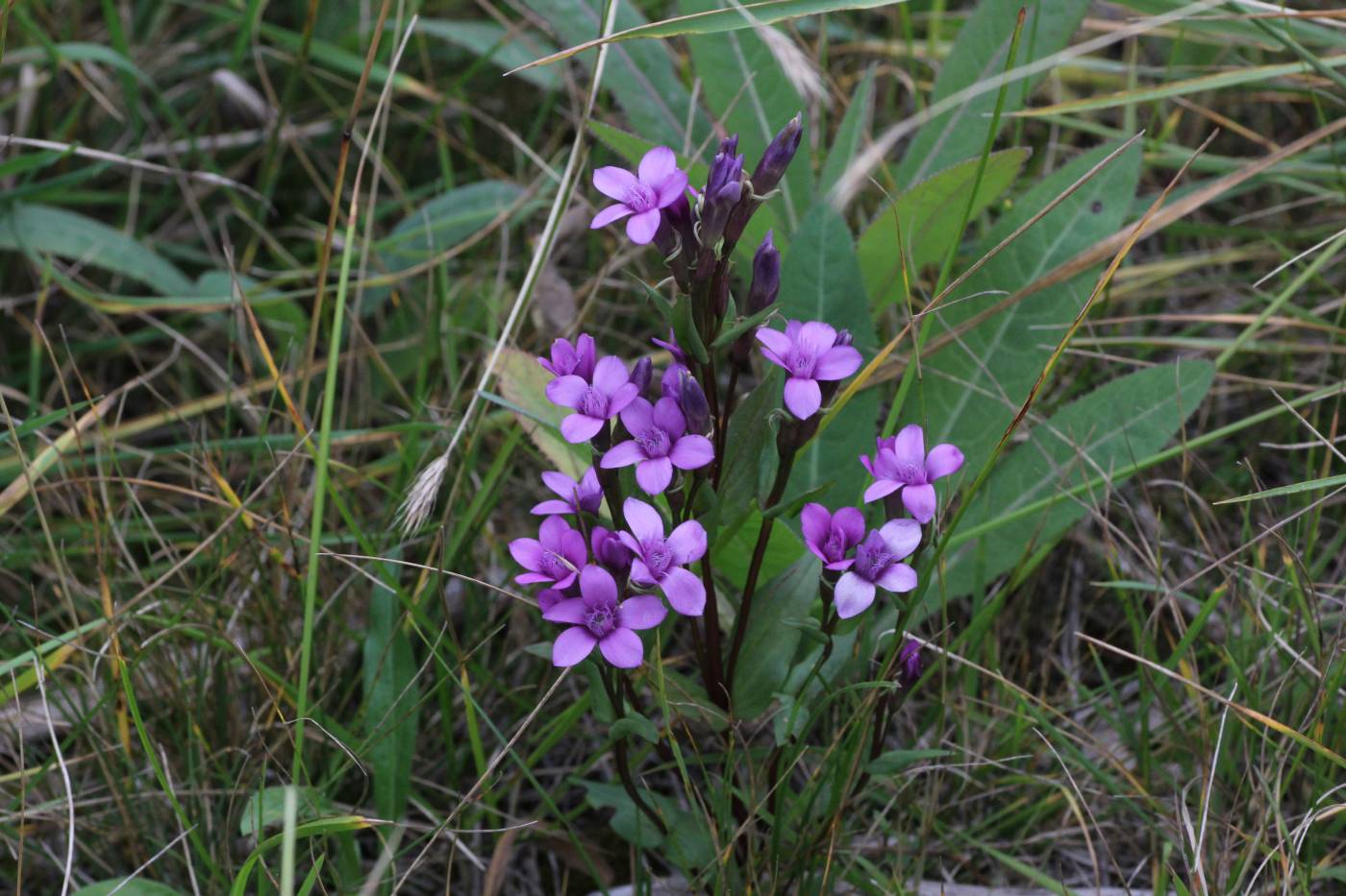 Image of Gentianella biebersteinii specimen.