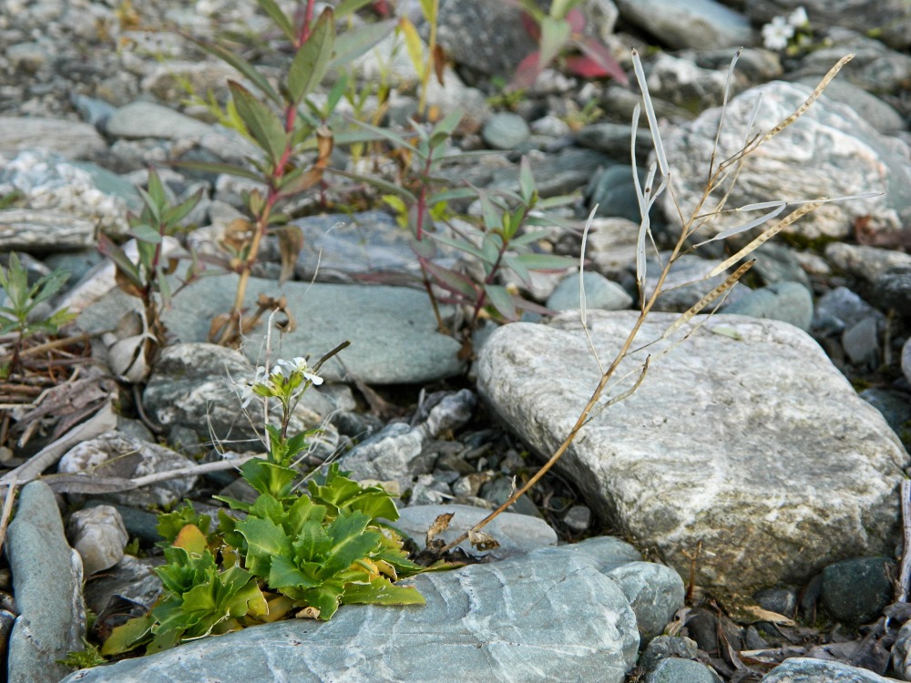 Image of Arabis alpina specimen.