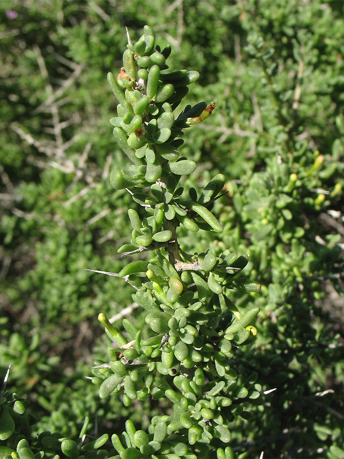 Image of Lycium intricatum specimen.