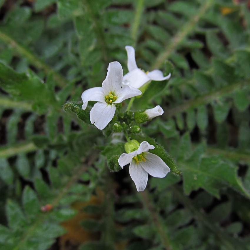 Image of Arabidopsis arenosa specimen.