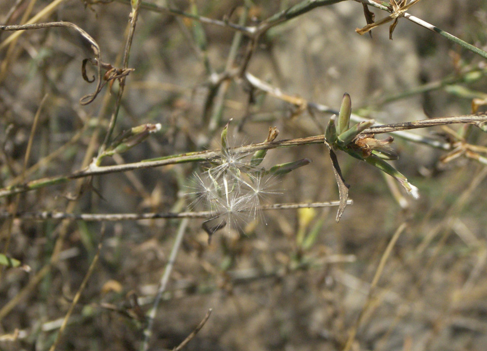 Image of Scariola orientalis specimen.