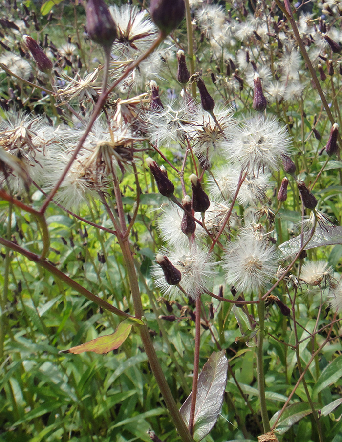 Image of Lactuca sibirica specimen.