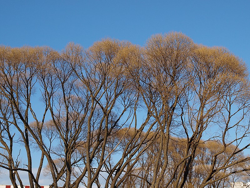 Image of Salix euxina specimen.