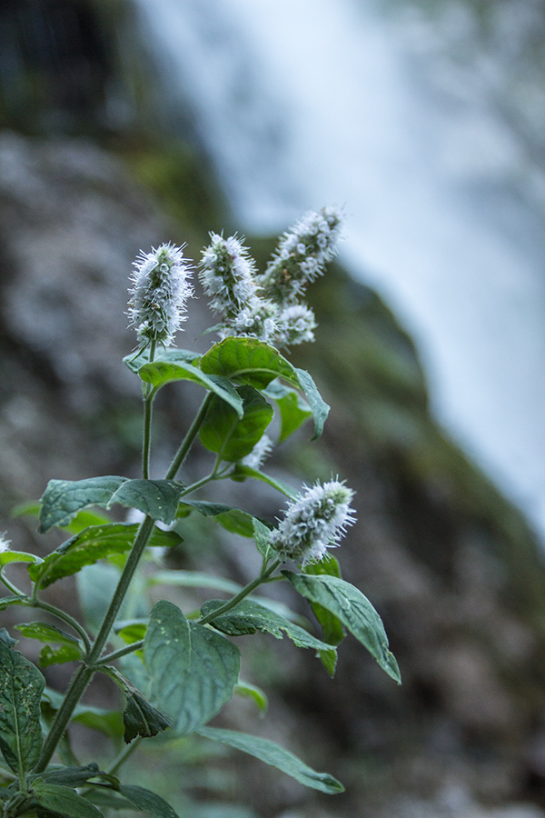 Image of Mentha longifolia specimen.