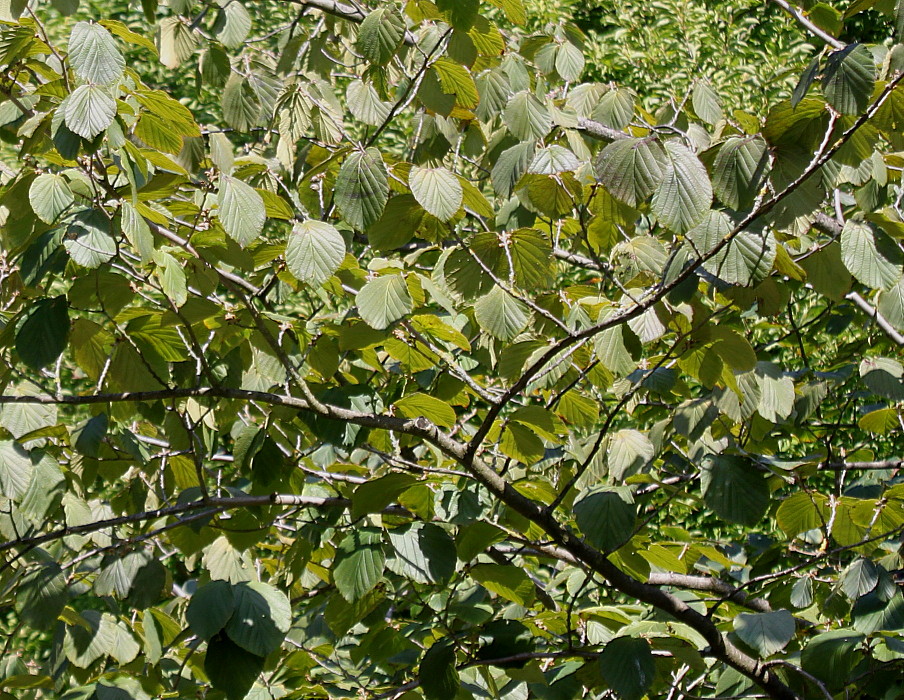 Image of Hamamelis &times; intermedia specimen.