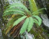 Dryopteris fragrans