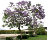 Jacaranda mimosifolia. Цветущее дерево. Монако, Монте-Карло, террасы Казино. 19.06.2012.