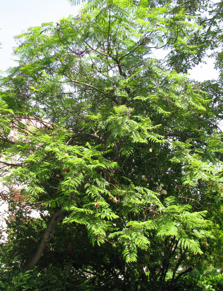 Image of Jacaranda mimosifolia specimen.