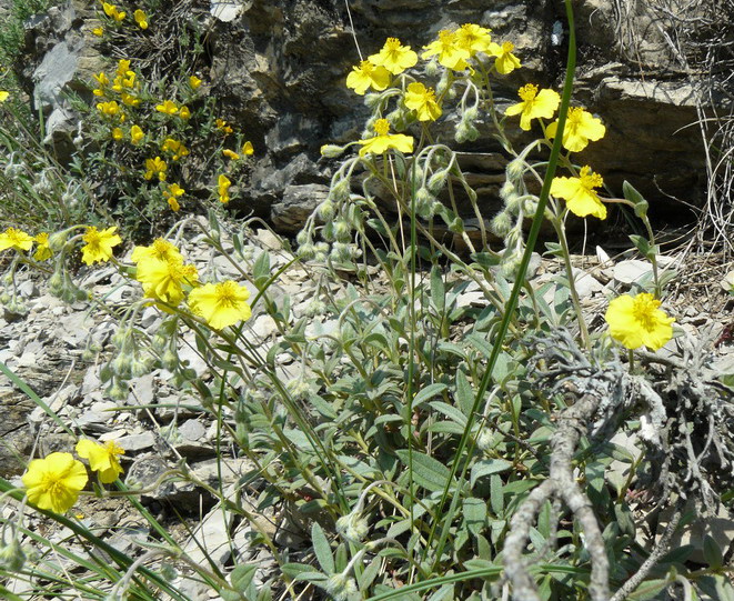 Image of Helianthemum orientale specimen.