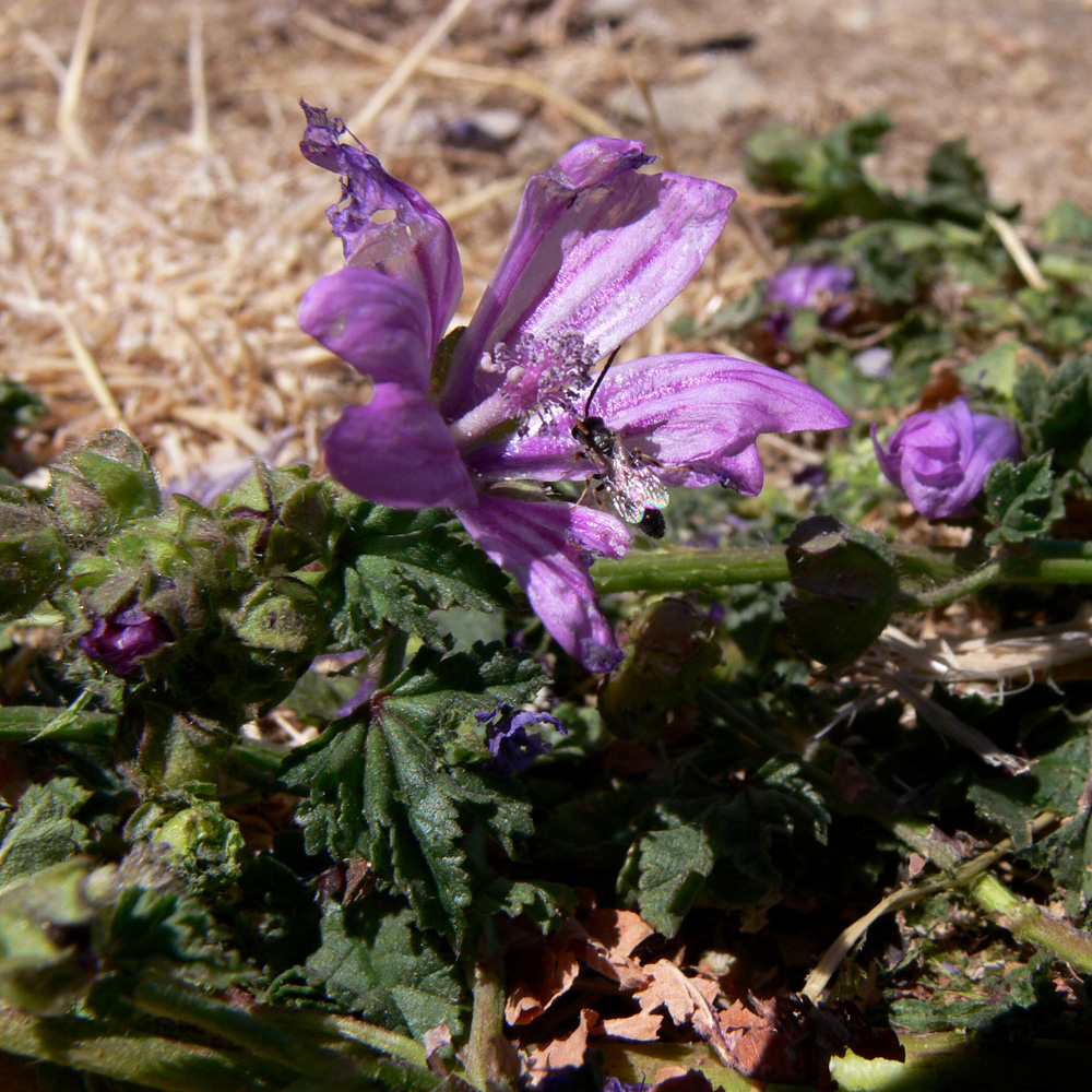 Image of Malva sylvestris specimen.