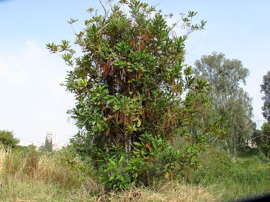 Изображение особи Macadamia tetraphylla.