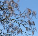 Catalpa bignonioides. Ветки с прошлогодними плодами. Германия, г. Krefeld, ботанический сад. 07.04.2013.