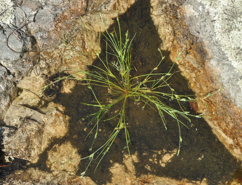 Изображение особи Juncus bufonius.