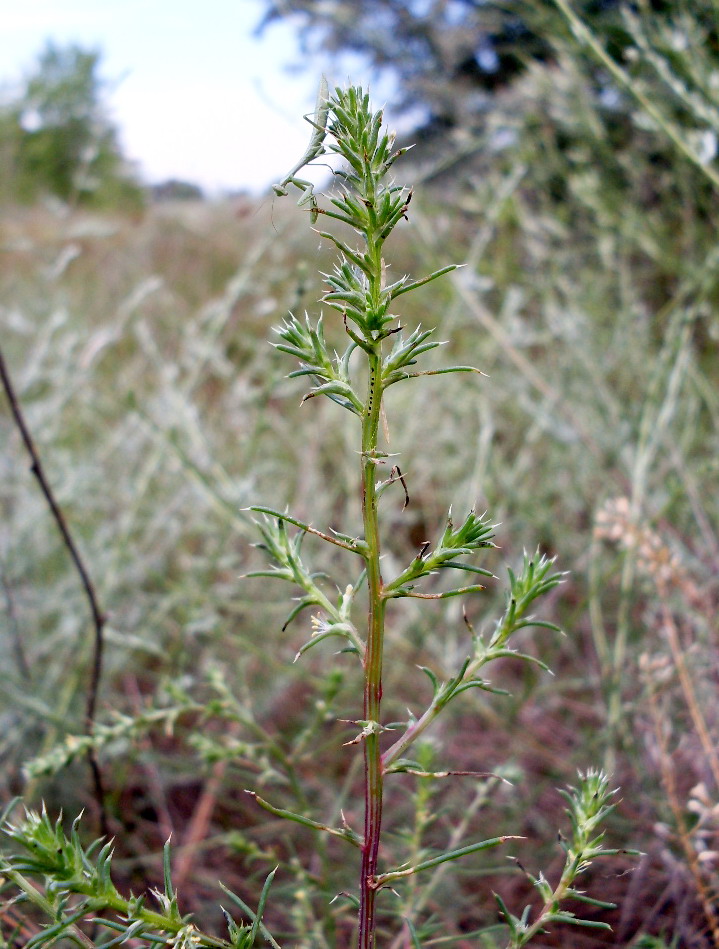 Image of Salsola tragus specimen.