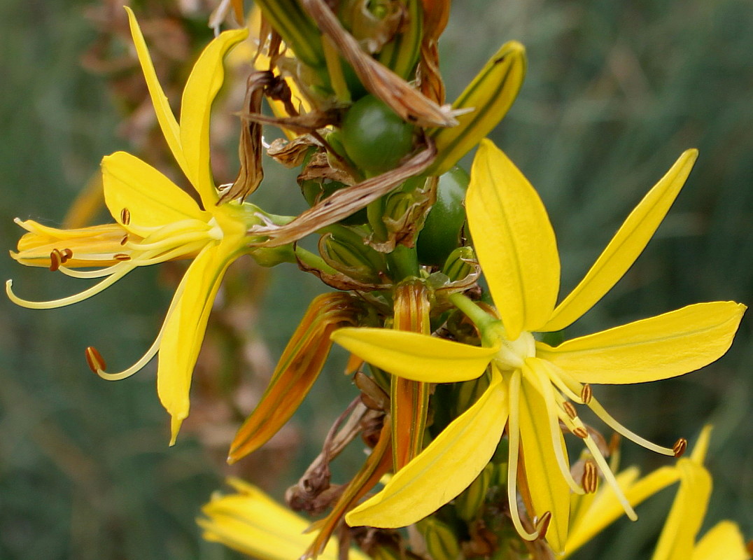 Изображение особи Asphodeline lutea.