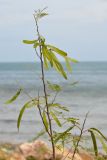 Leucaena leucocephala. Верхушка ветви с незрелыми плодами. Таиланд, остров Пханган. 22.06.2013.
