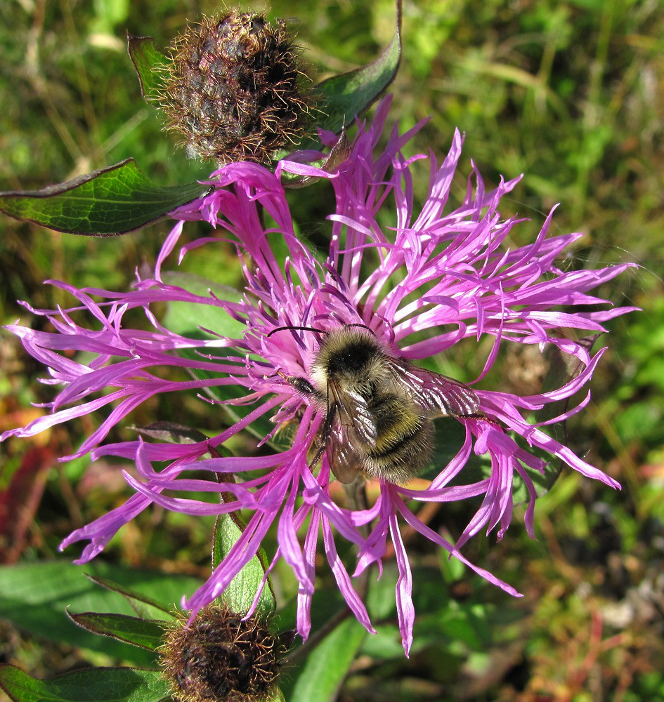 Изображение особи Centaurea phrygia.