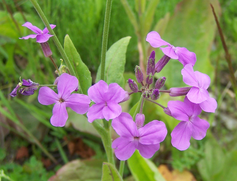 Image of Hesperis pycnotricha specimen.