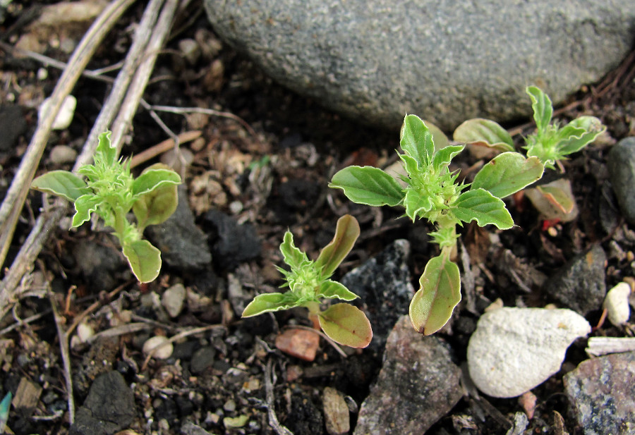 Изображение особи Amaranthus albus.