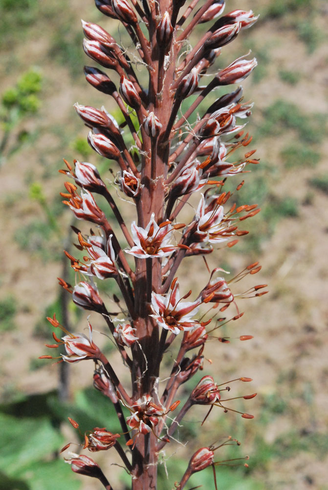 Image of Eremurus regelii specimen.