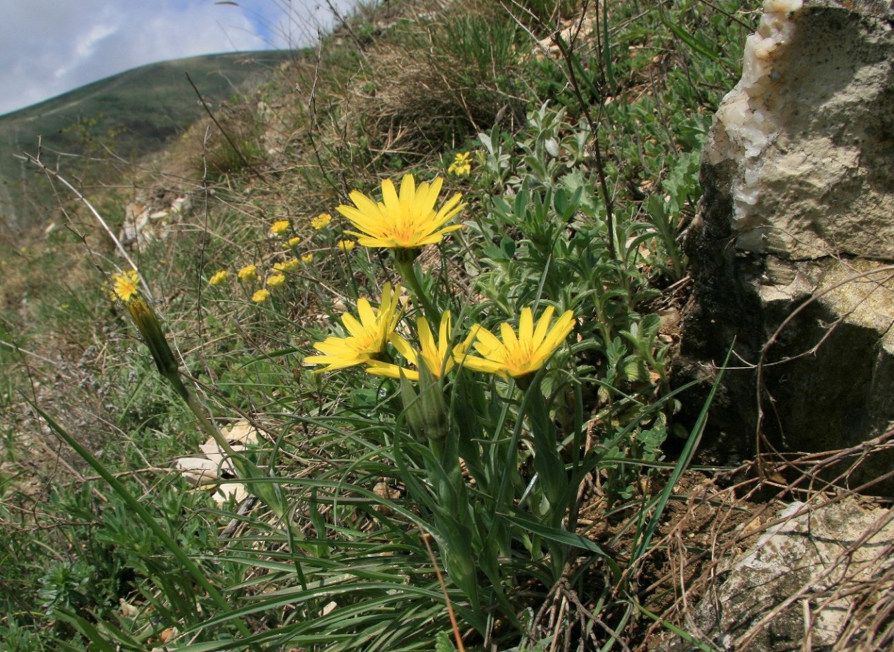 Image of Tragopogon pusillus specimen.