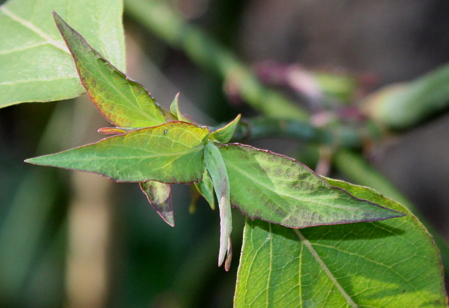 Image of Leycesteria formosa specimen.