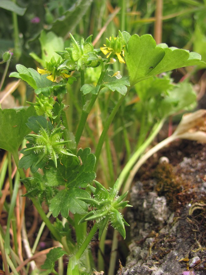 Изображение особи Ranunculus muricatus.