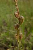 Linaria macroura