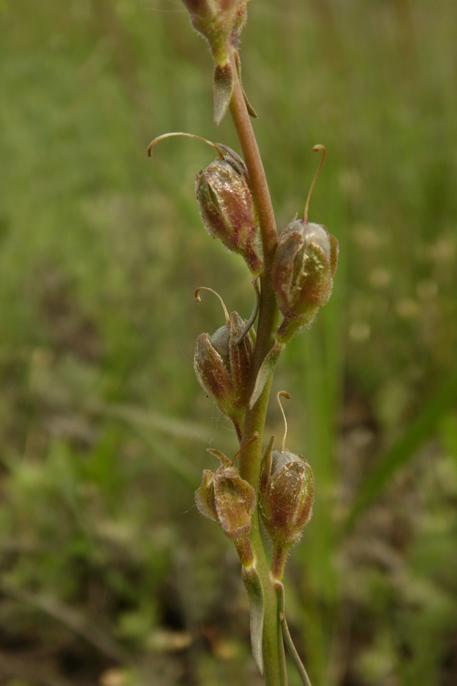 Image of Linaria macroura specimen.