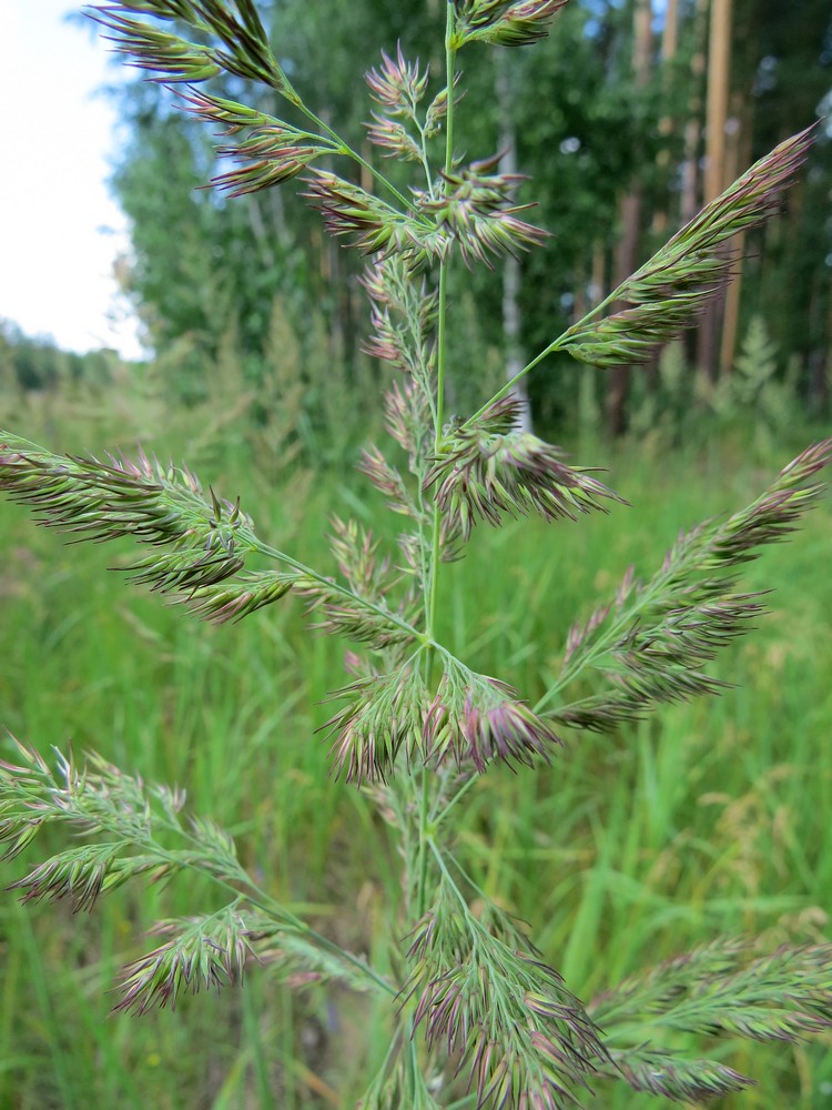 Image of Calamagrostis epigeios specimen.