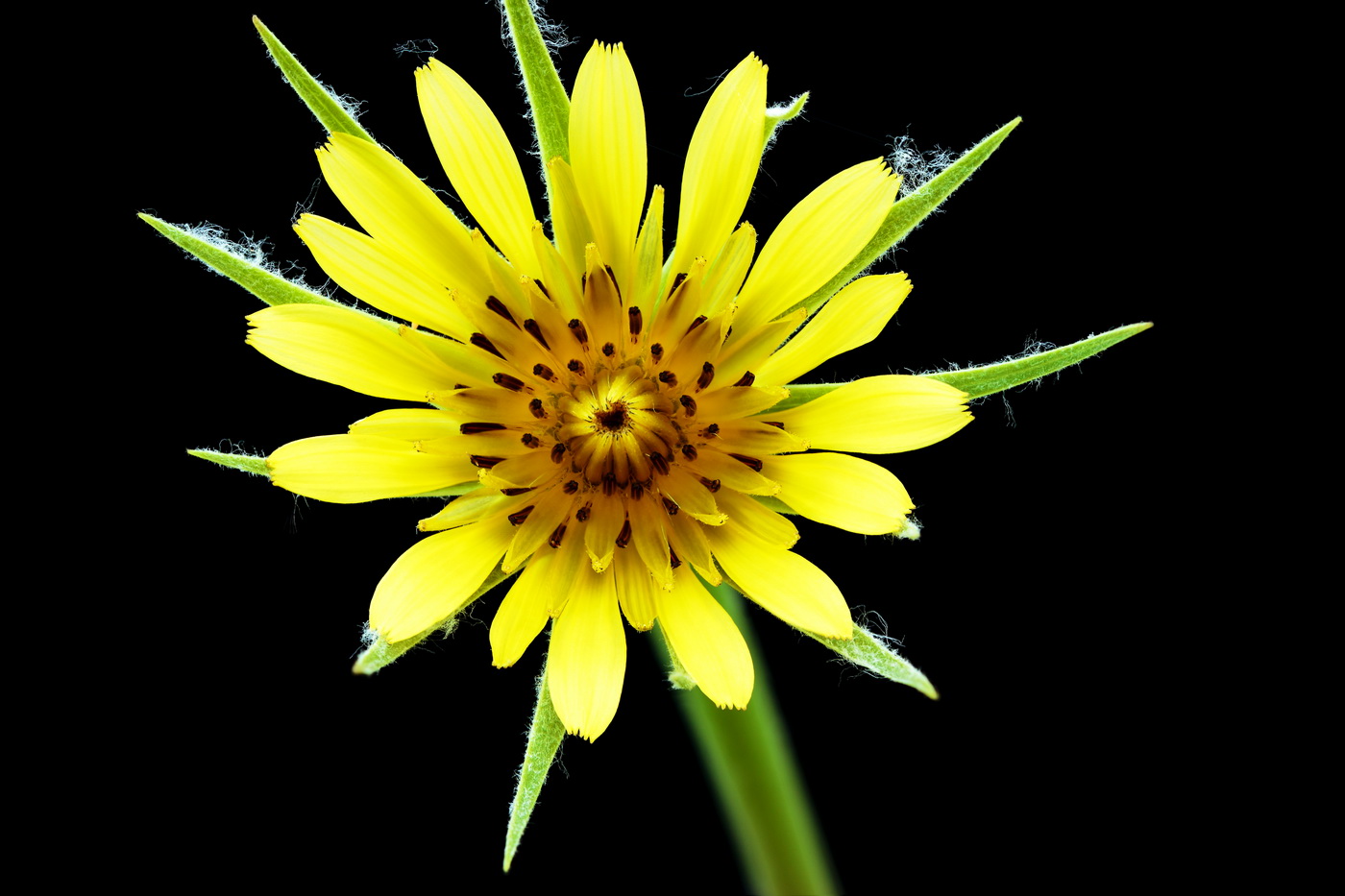 Image of Tragopogon dubius ssp. major specimen.