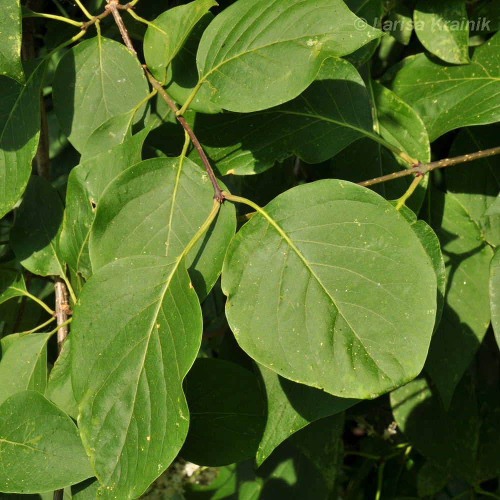 Изображение особи Syringa amurensis.